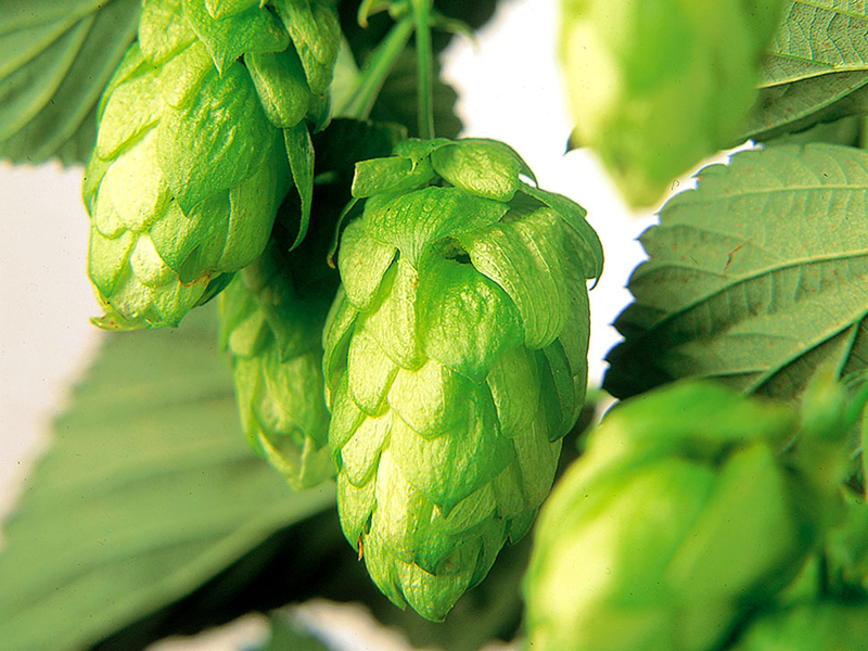 Illustration for article titled Drinking Experimental Hops in the Sixpoint Beer of the Future